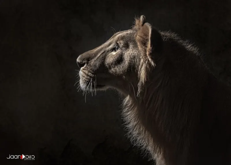 Animal & Macro Collection