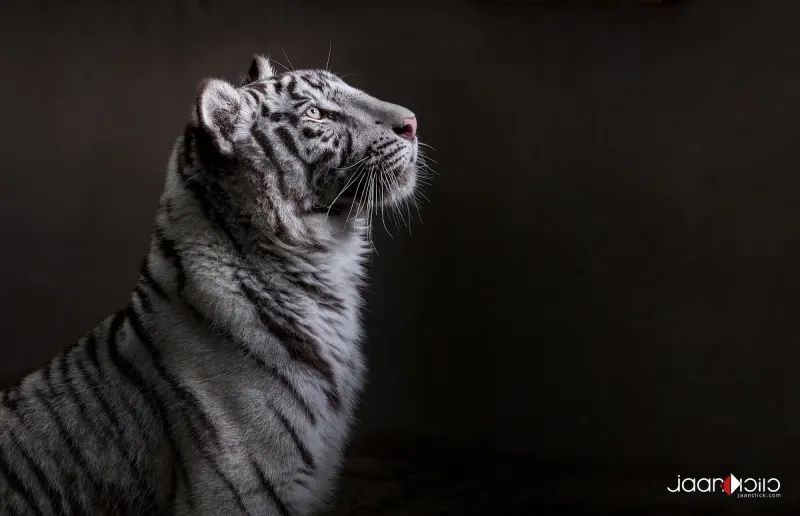 The White Tiger — Animal & Macro photography by Jaan Click Media