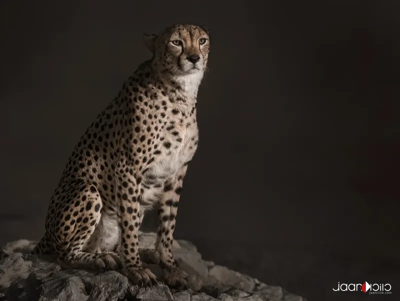CHEETAH — Animal & Macro photography by Jaan Click Media