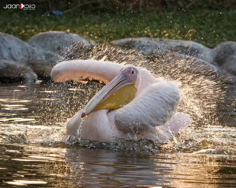Shower Duck — Animal & Macro photography by Jaan Click Media