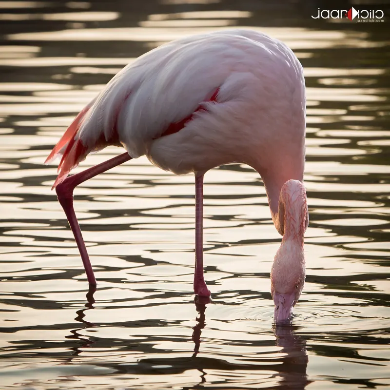 Flemingo — Animal & Macro photography by Jaan Click Media