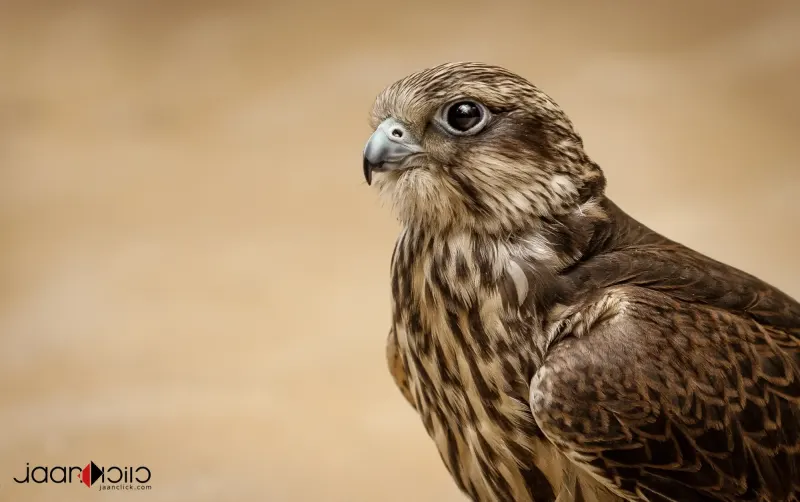 The Falcon — Animal & Macro photography by Jaan Click Media