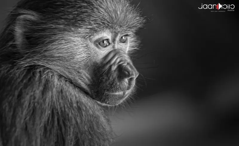 Monkey — Animal & Macro photography by Jaan Click Media