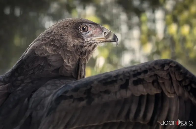 Eagle — Animal & Macro photography by Jaan Click Media
