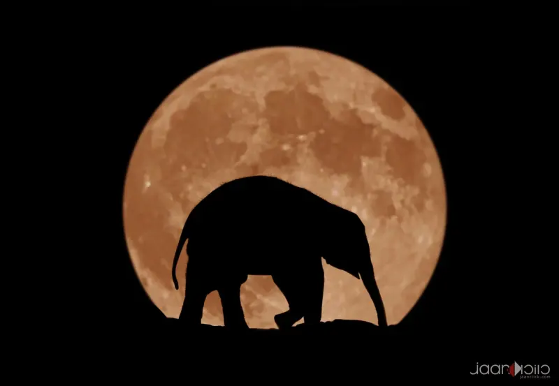 Moon — Animal & Macro photography by Jaan Click Media