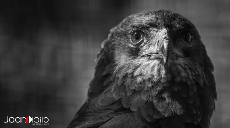 Proud... — Animal & Macro photography by Jaan Click Media