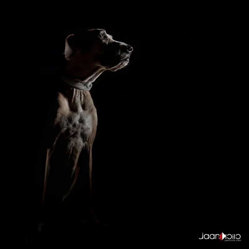 The Greden — Animal & Macro photography by Jaan Click Media