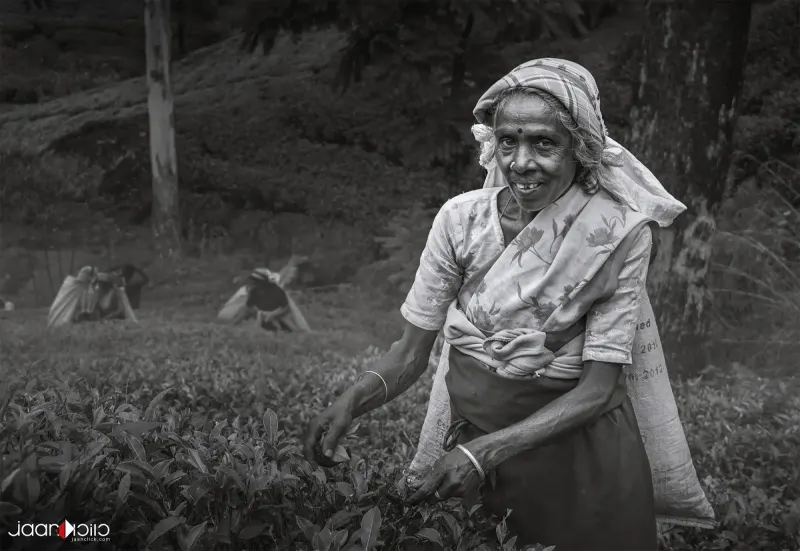 Srilanka Tea — Street Life photography by Jaan Click Media
