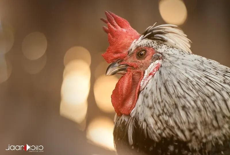 The Rooster — Animal & Macro photography by Jaan Click Media