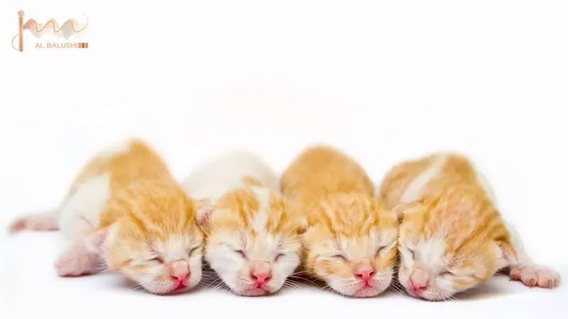 Brothers Kitty — Animal & Macro photography by Jaan Click Media