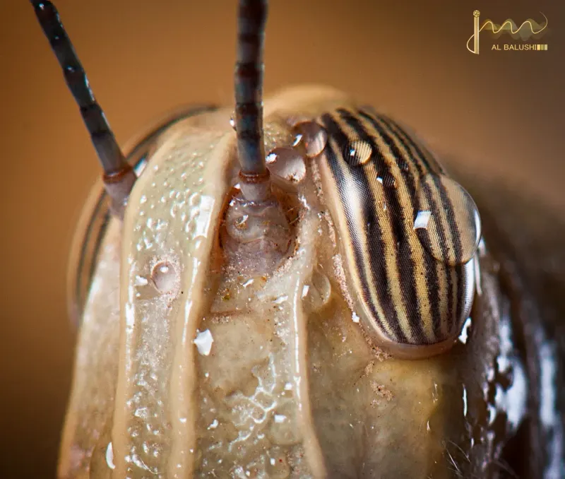 Jarada — Animal & Macro photography by Jaan Click Media