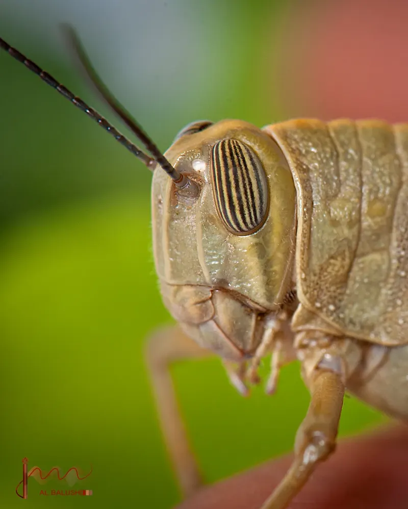 Jarada — Animal & Macro photography by Jaan Click Media
