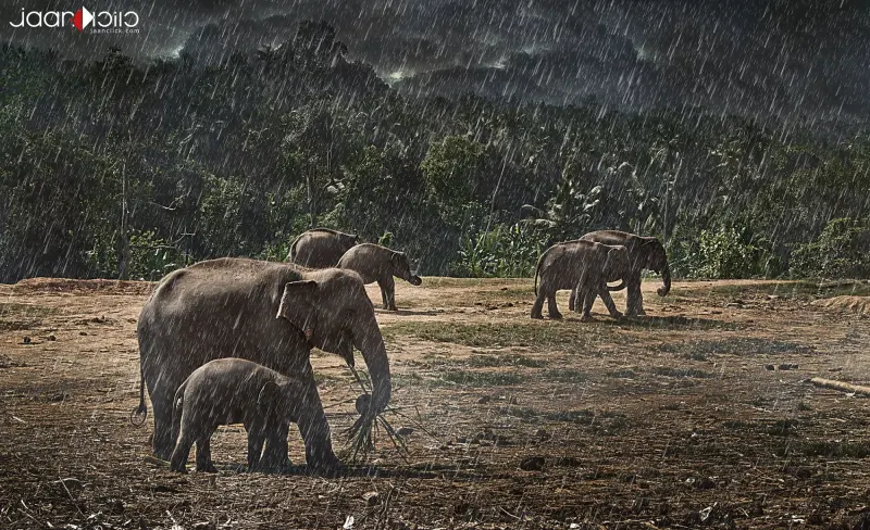 Raining — Animal & Macro photography by Jaan Click Media