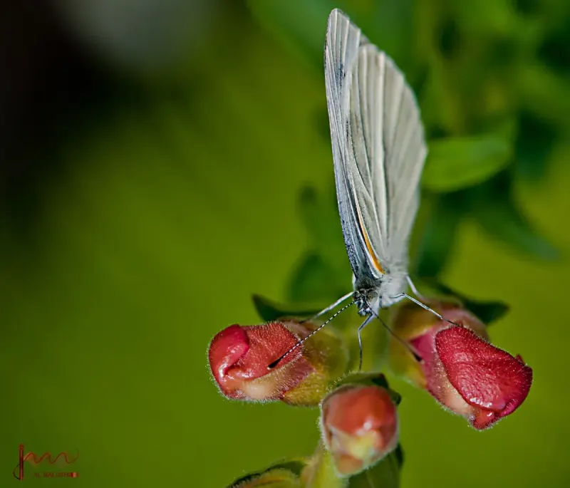 Butterfly — Animal & Macro photography by Jaan Click Media