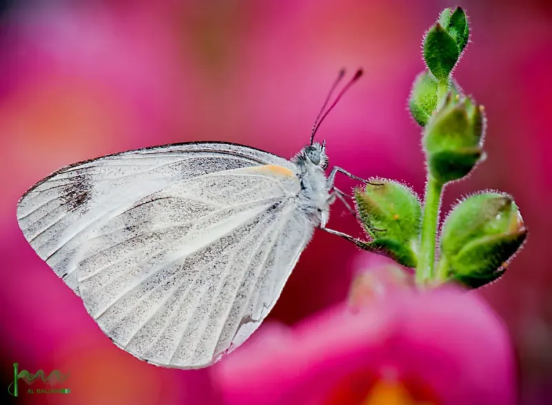 Butterfly — Animal & Macro photography by Jaan Click Media