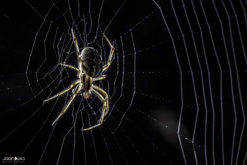 Spider — Animal & Macro photography by Jaan Click Media