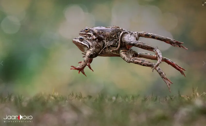 Love In Air — Animal & Macro photography by Jaan Click Media