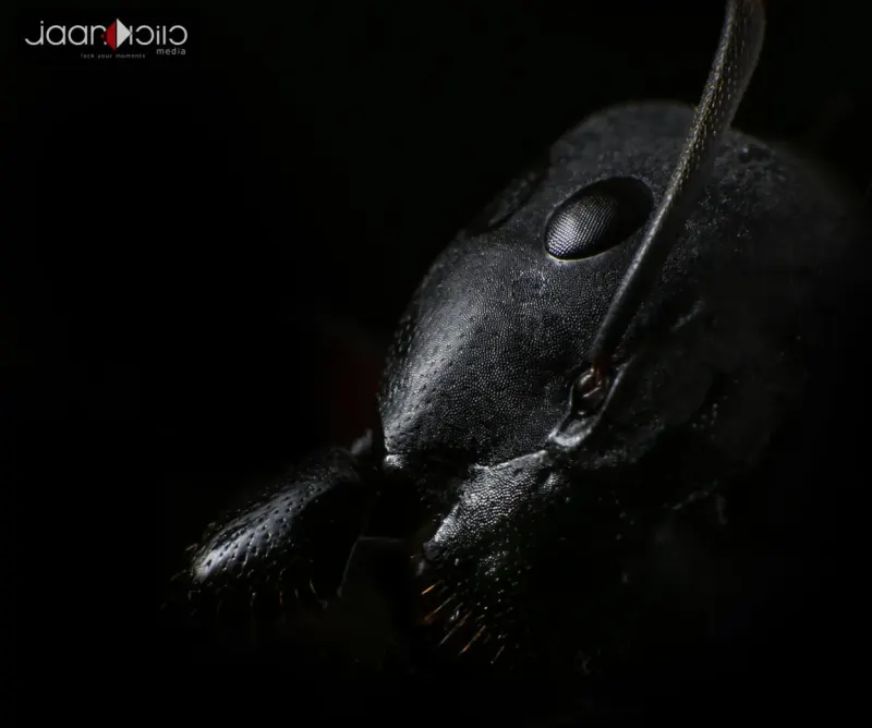 Ant Eyes — Animal & Macro photography by Jaan Click Media