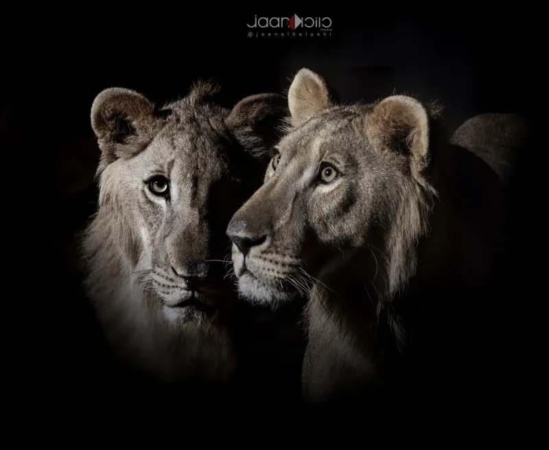 Lions — Animal & Macro photography by Jaan Click Media
